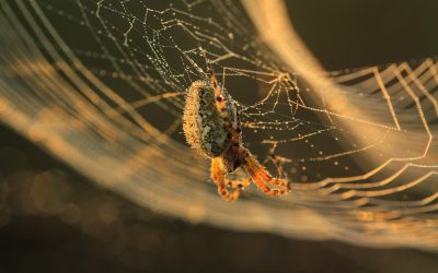 Kako pauci pletu mrežu