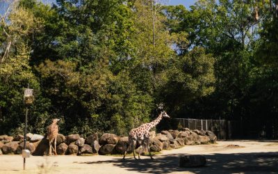 Kako su nastali najpoznatiji zoološki vrtovi